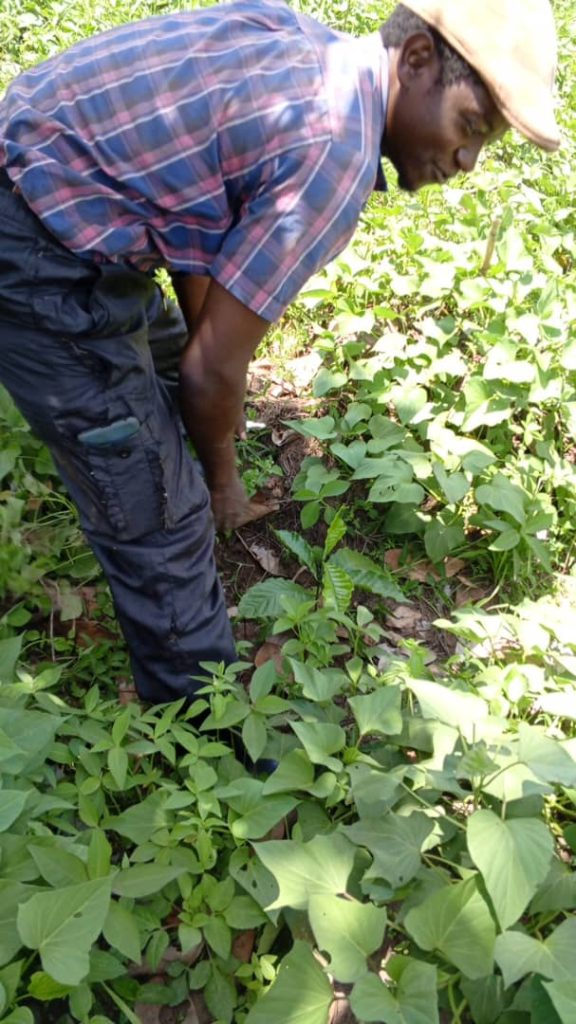 Plantation at AOW Families in Uganda