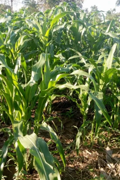 maize at farm field