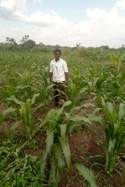 farmer at maize field